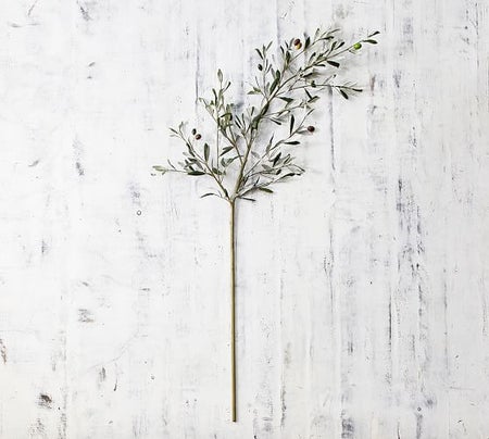 Olive Branch