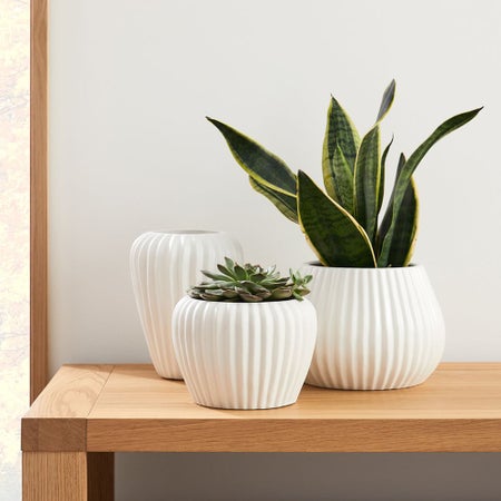 Sanibel Tabletop Planters