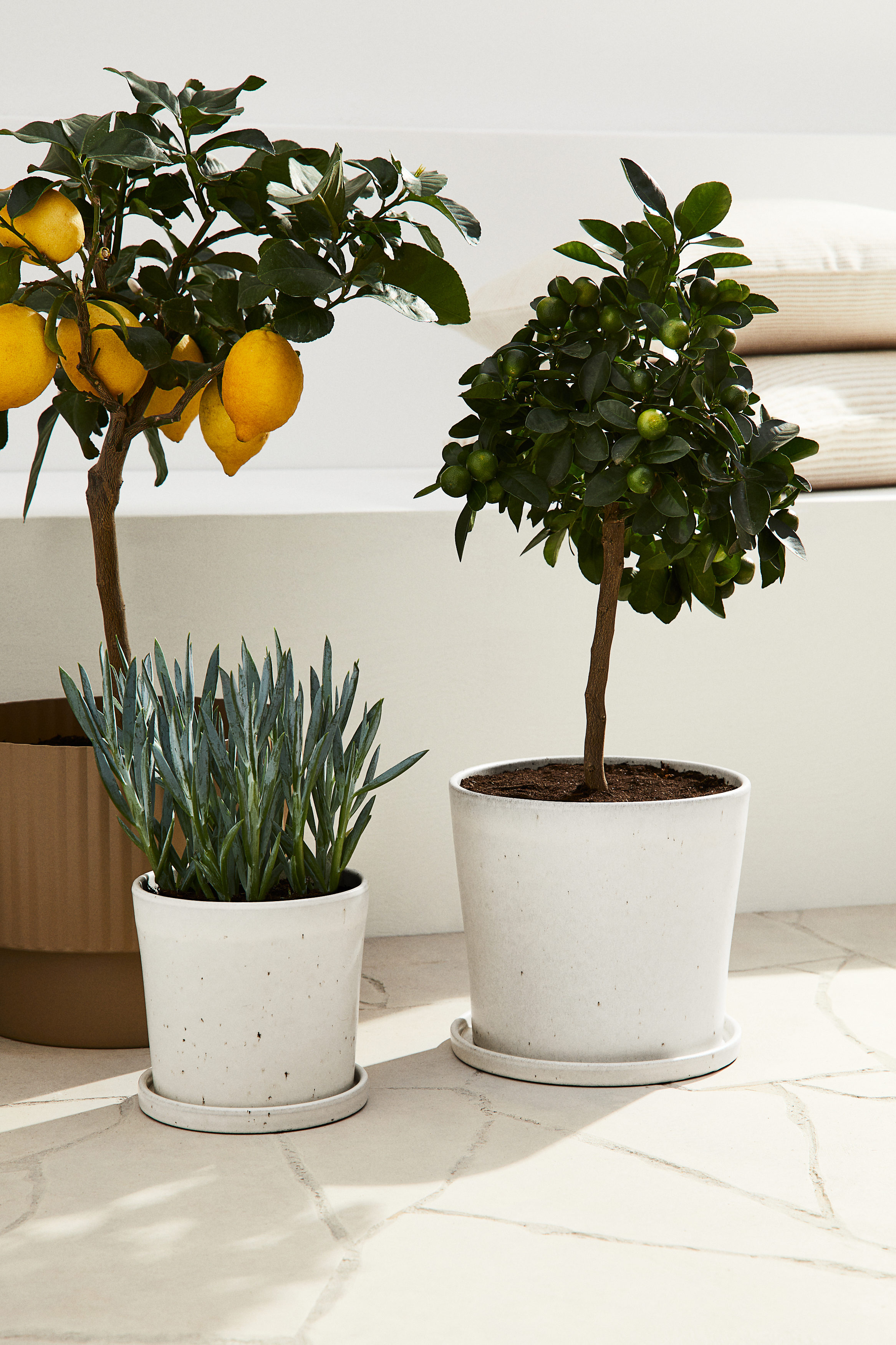 Large Plant Pot And Saucer | H&M KSA