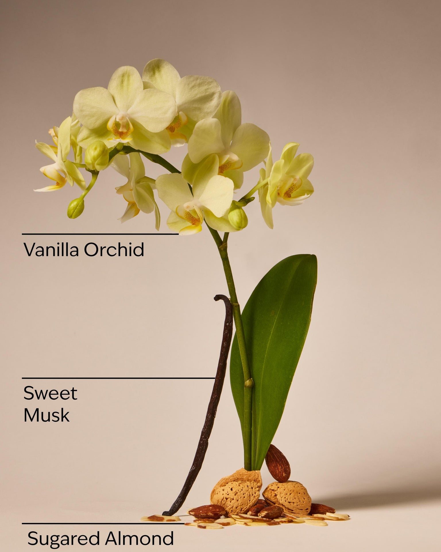 Cozy Vanilla Almond Daily Moisturizing Hand Soap