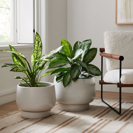 Wilcox Planters