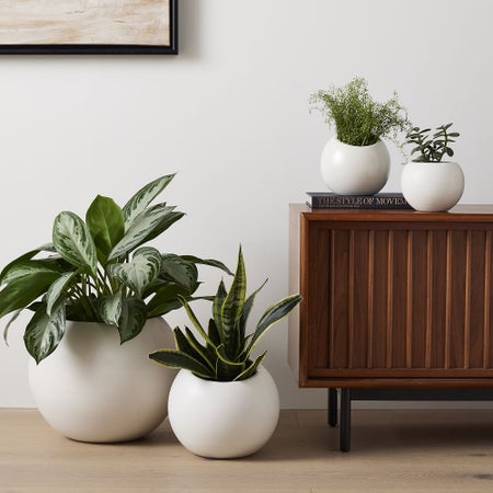 Benton Planters